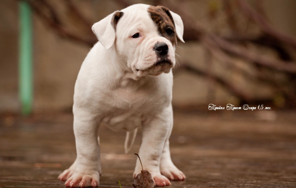 Красивый щенок американского бульдога