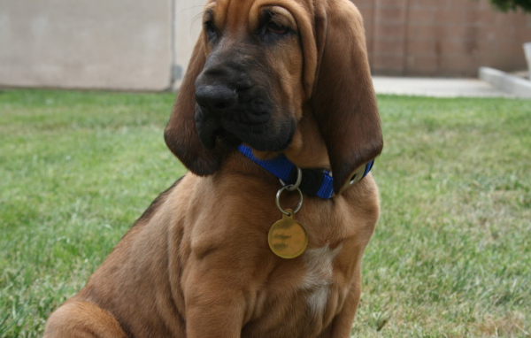 Красивый бладхаунд с кулоном на шее