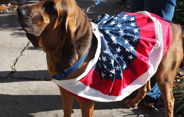 Красивый бладхаунд с хозяином