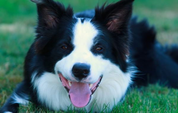 Красивая бордер-колли лежит на газоне