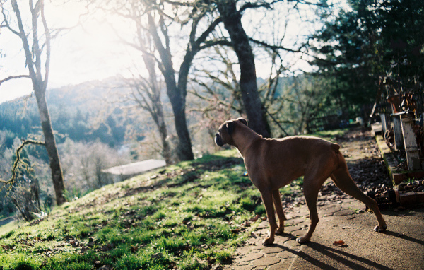 Красивый боксёр любуется природой