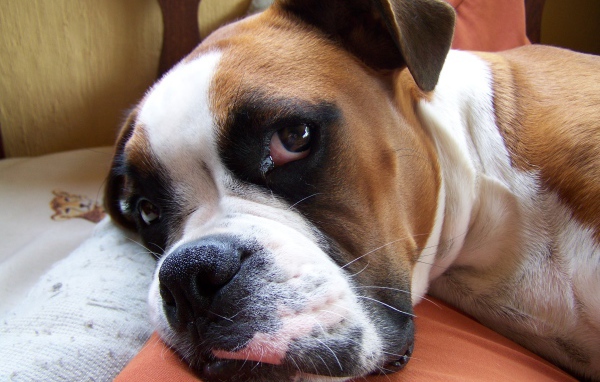 Красивый боксёр собирается спать