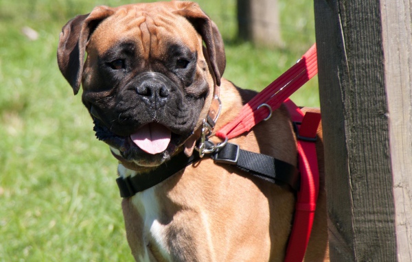 Красивый боксёр на поводке
