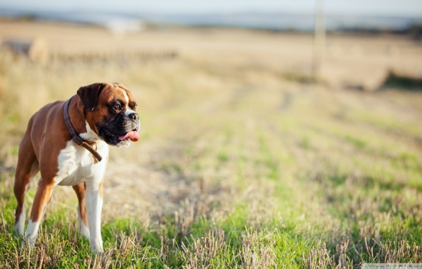 Красивый боксёр гуляет по просторному полю