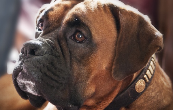 Красивый боксёр смотрит на хозяина