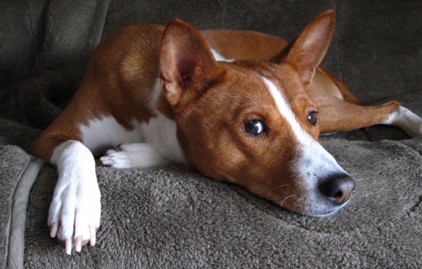 Красивая собака породы басенджи смотрит на фотографа