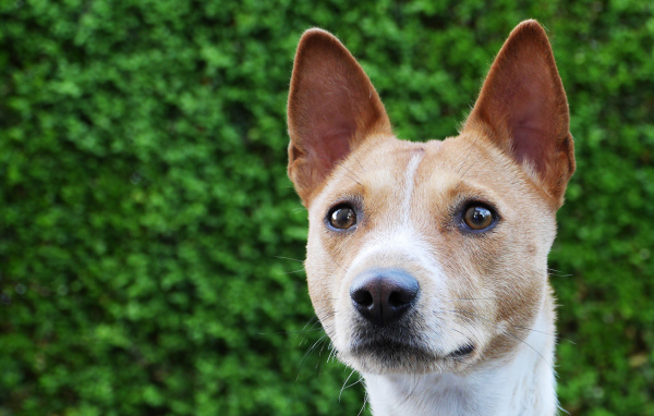 Красивая собака породы басенджи на фоне кустарника