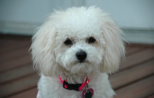 Красивая собака породы бишон-фриз на поводке