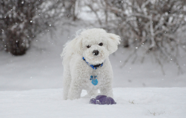 Красивая собака породы бишон-фриз зимой на прогулке