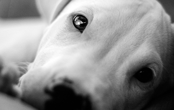 Красивые глаза аргентинского дога