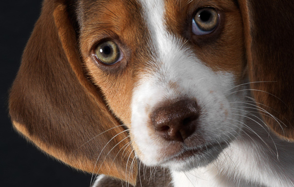 Beautiful eyes beagle dog