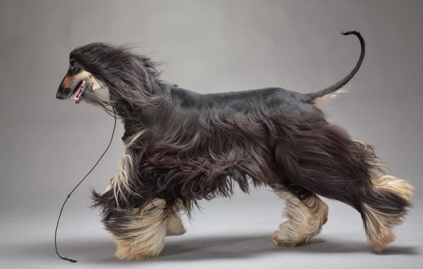 Красивое фото афганской борзой