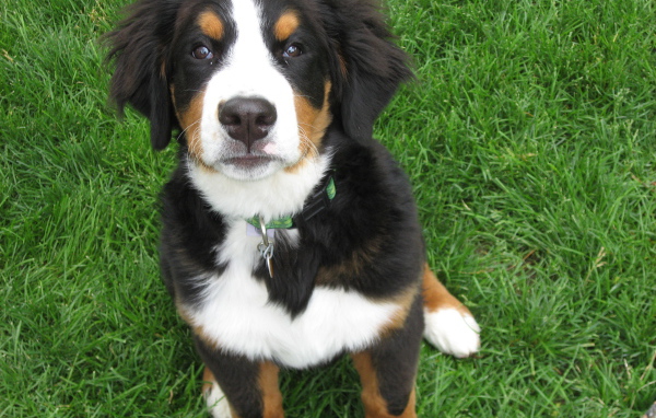 Красивый щенок бернской пастушьей собаки на траве