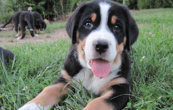 Красивый щенок большого швейцарского зенненхунда