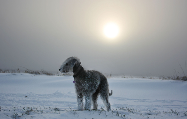 Бедлингтон-терьер на снегу