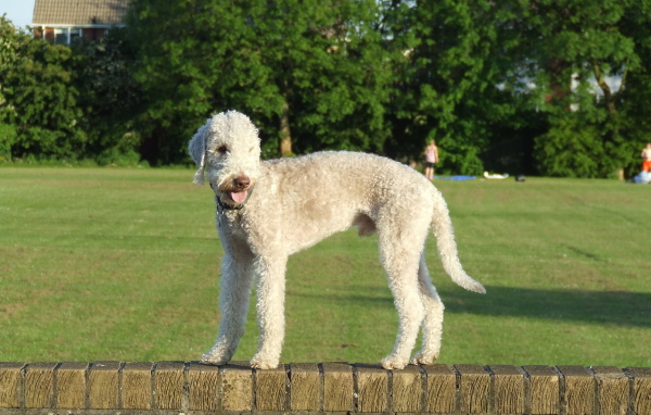 Бедлингтон-терьер на ограде