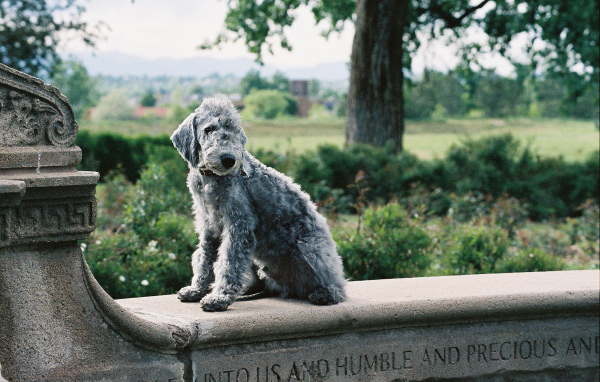 Бедлингтон-терьер позирует на ограде