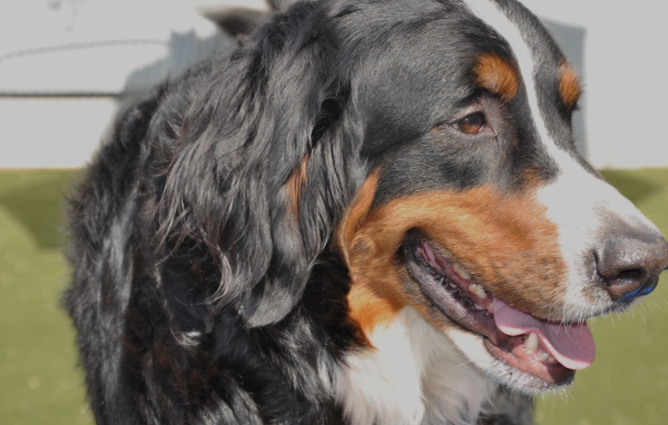 Бернская пастушья собака крупным планом