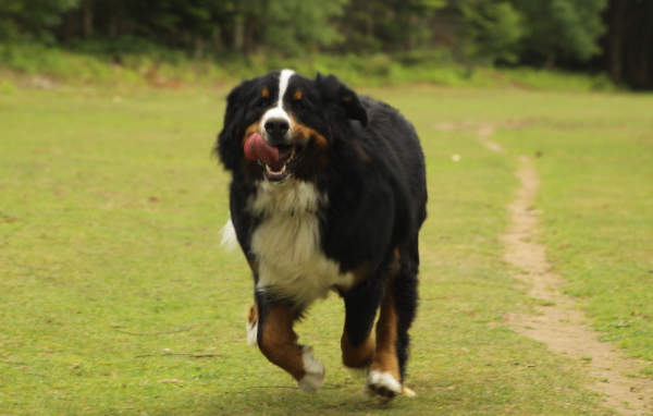 Бернская пастушья собака спешит к хозяину