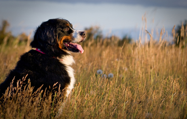 Bernese Mountain Dog in field