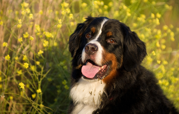 Бернская пастушья собака в цветах