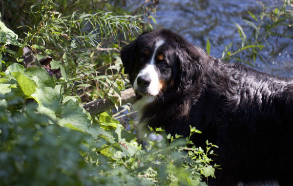 Бернская пастушья собака в кустах