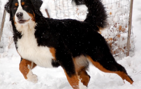 Бернская пастушья собака готовится бежать
