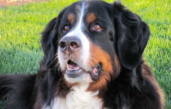 Бернская пастушья собака отдыхает на траве