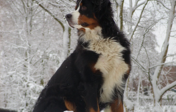 Бернская пастушья собака сидит в сугробе