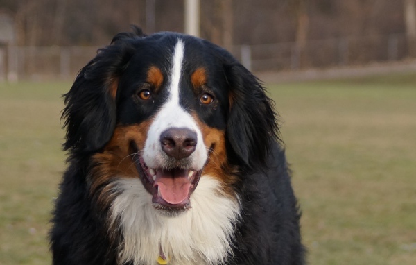 Бернская пастушья собака улыбается