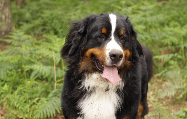 Бернская пастушья собака испачкалась в лесу