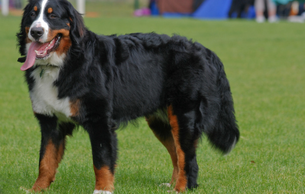 Бернская пастушья собака с длинным языком