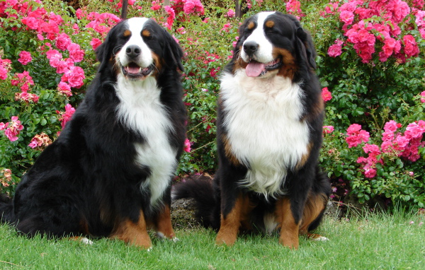 Бернские пастушьи собаки на фоне кустов