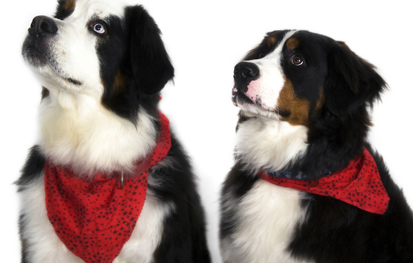 Бернские пастушьи собаки на белом фоне