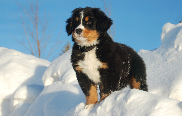 Щенок бернской пастушьей собаки смотрит вдаль