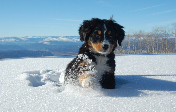 Щенок бернской пастушьей собаки в сугробе