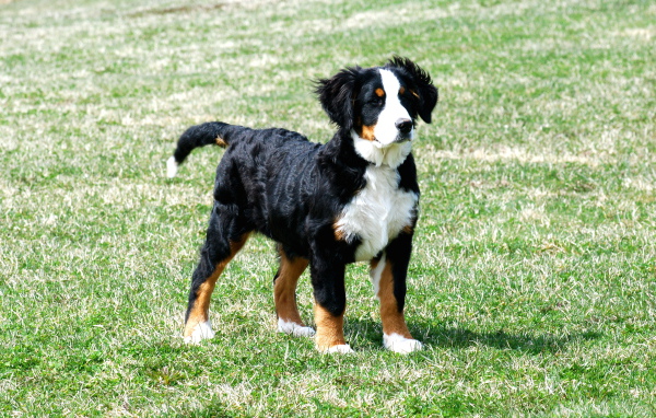 Щенок бернской пастушьей собаки на траве