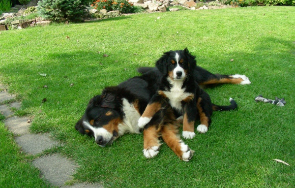 Щенок бернской пастушьей собаки с мамой
