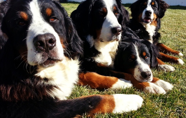 Бернские пастушьи собаки лежат на траве