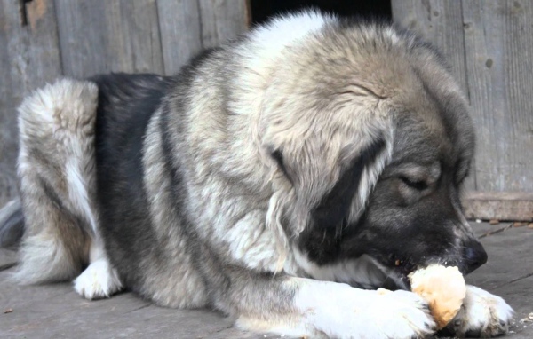 Большая Кавказская овчарка есть хлеб