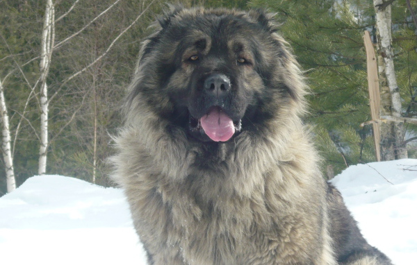 Большая Кавказская овчарка сидит на снегу