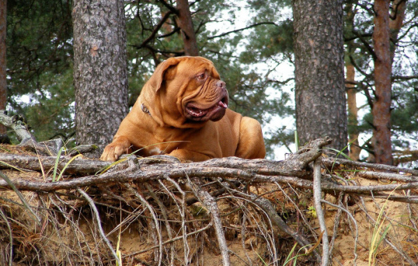 Большой Бордоский дог на скале
