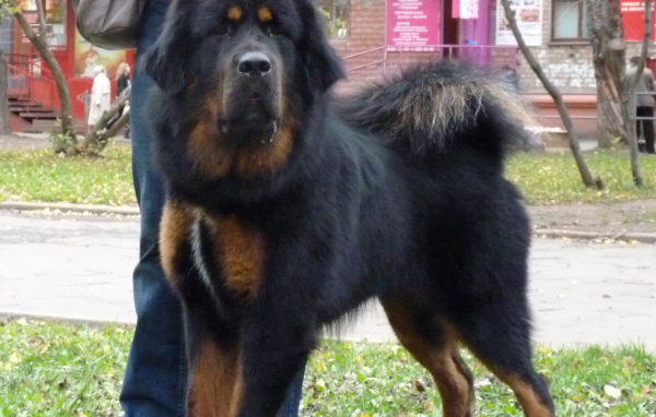 Большой черный Тибетский мастиф