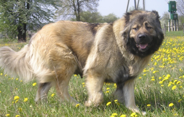 Большая Кавказская овчарка в поле