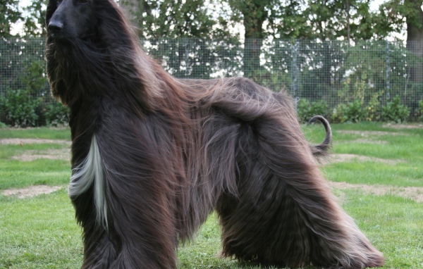 Чёрная афганская борзая на улице