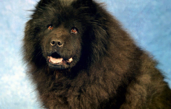 Черный чау-чау