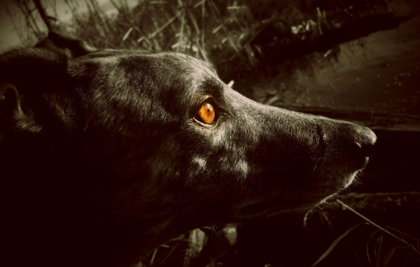 Черный Грейхаунд с оранжевыми глазами