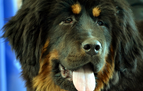 Черный Тибетский мастиф крупным планом