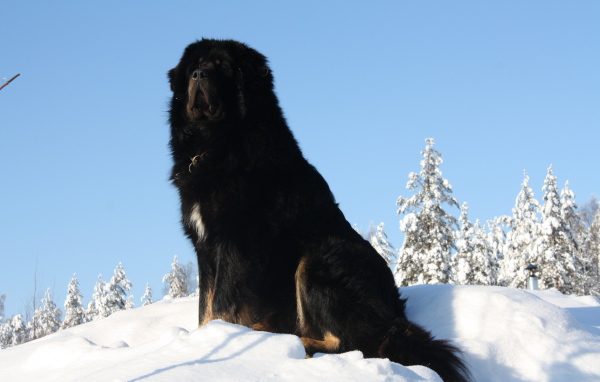 Черный Тибетский мастиф на горе