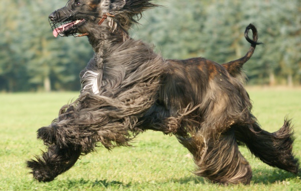 Чёрная афганская борзая во время бега